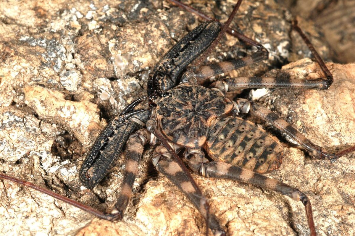 Amblypygi