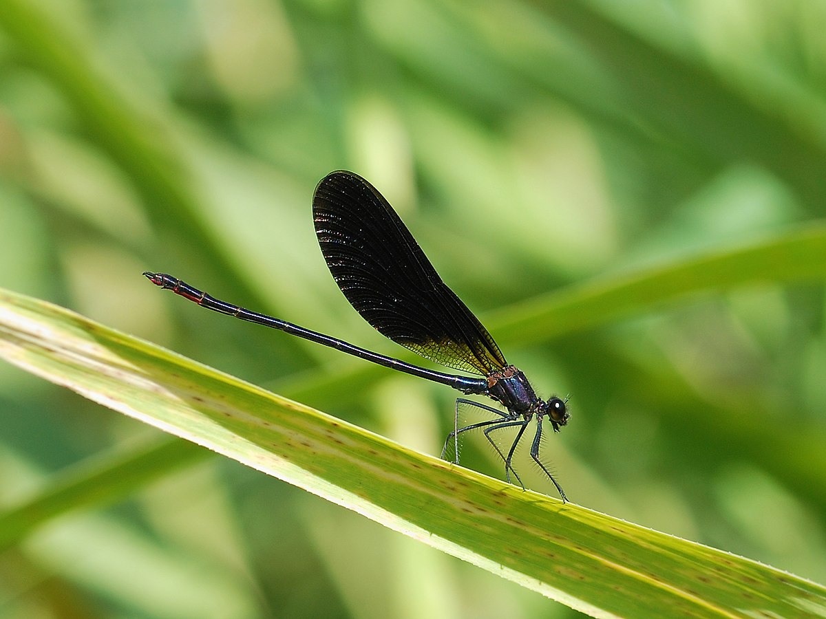 Calopteryx haemorrhoidalis