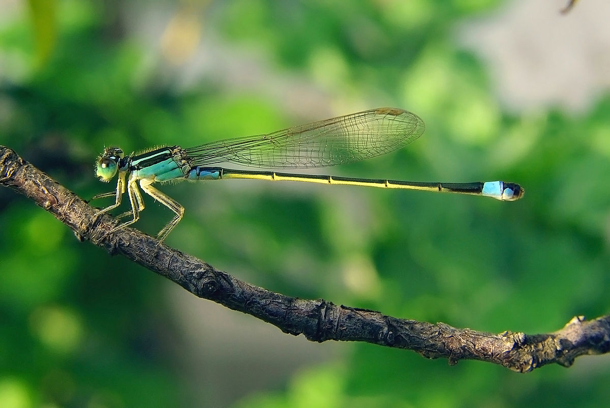 Coenagrionidae