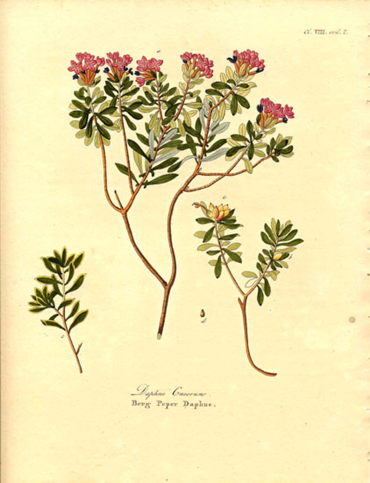 Daphné camélée