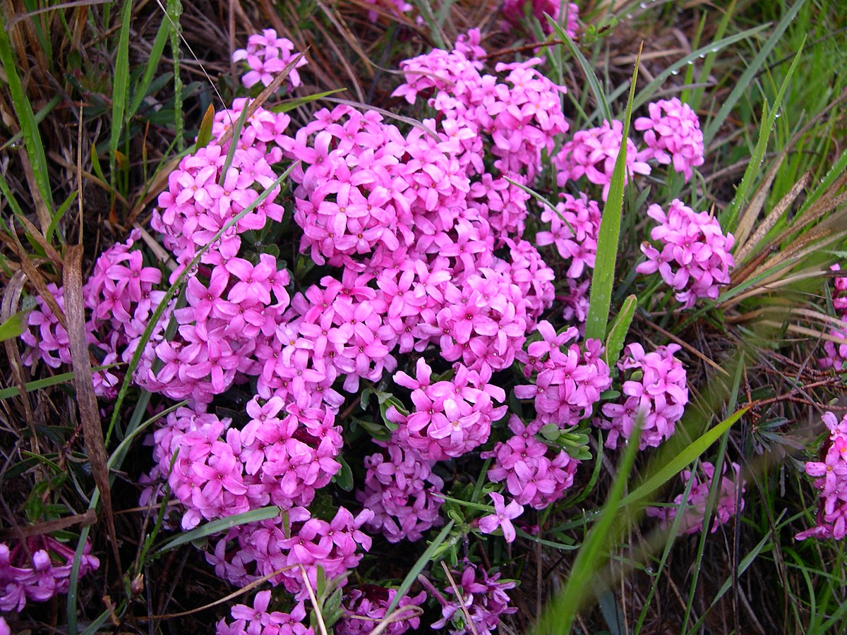 Daphne cneorum.JPG