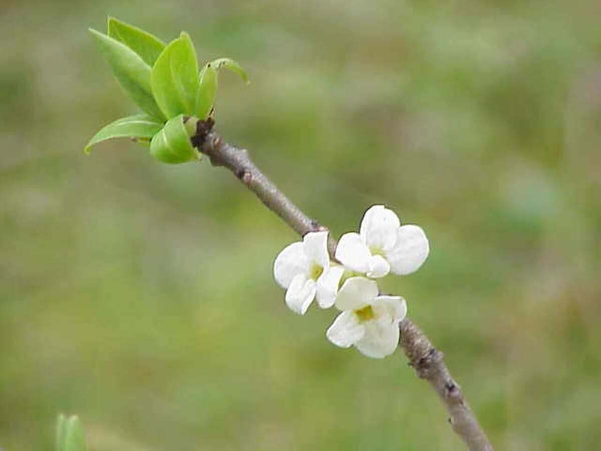 Daphne mezereum3.jpg
