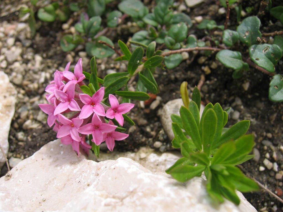 DaphneCneorum.jpg