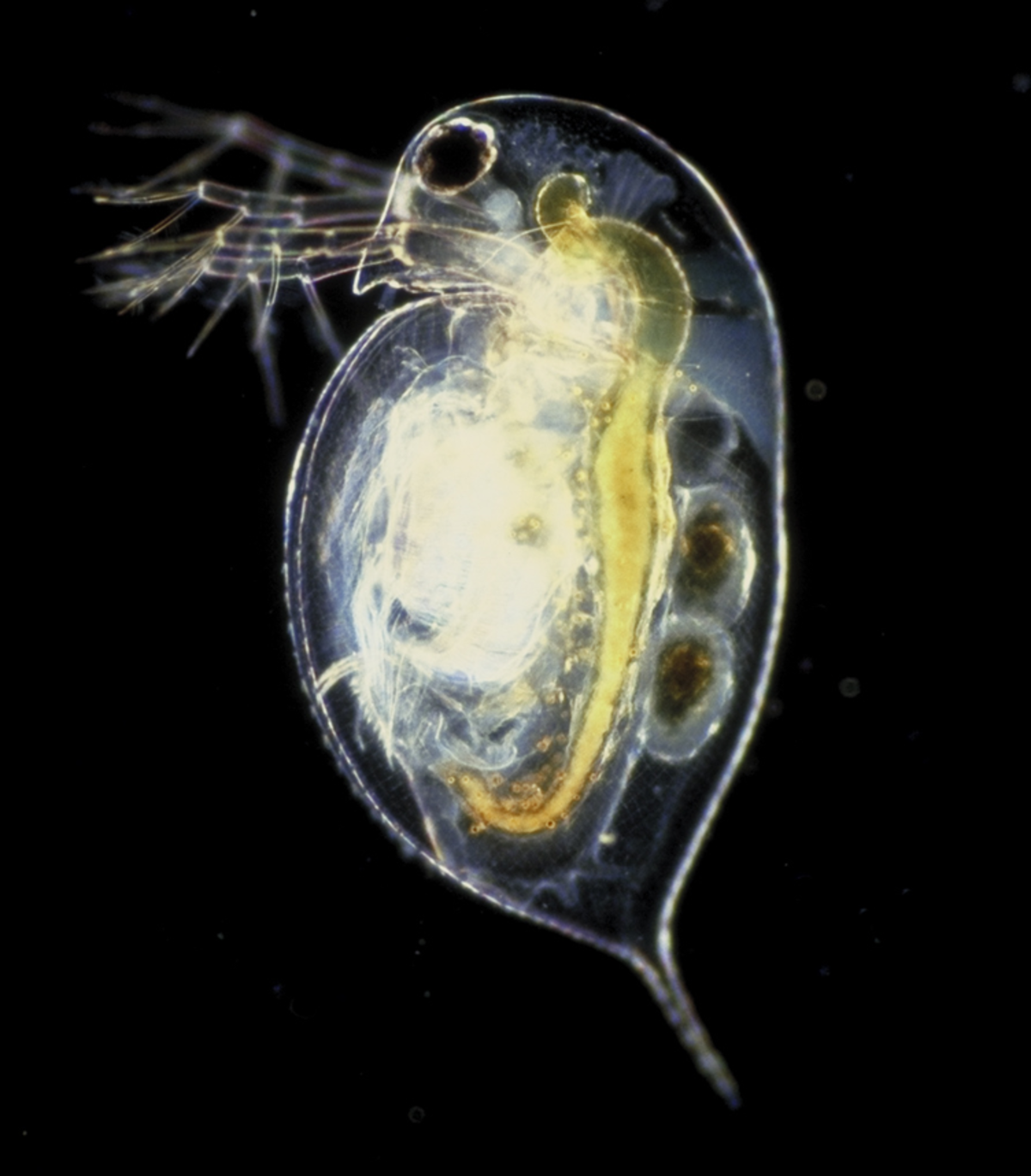 Diplostraca
