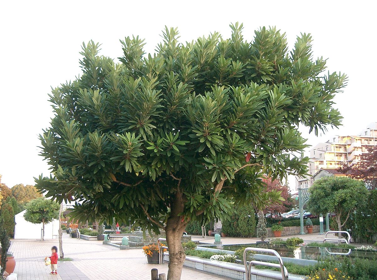 Daphniphyllaceae