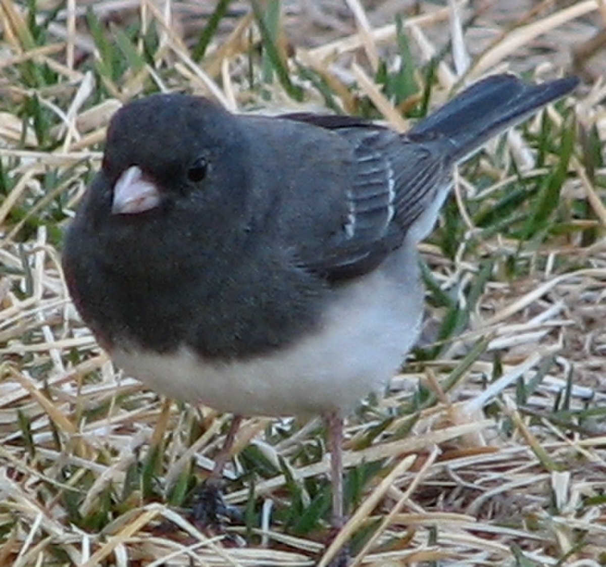Junco ardoisé