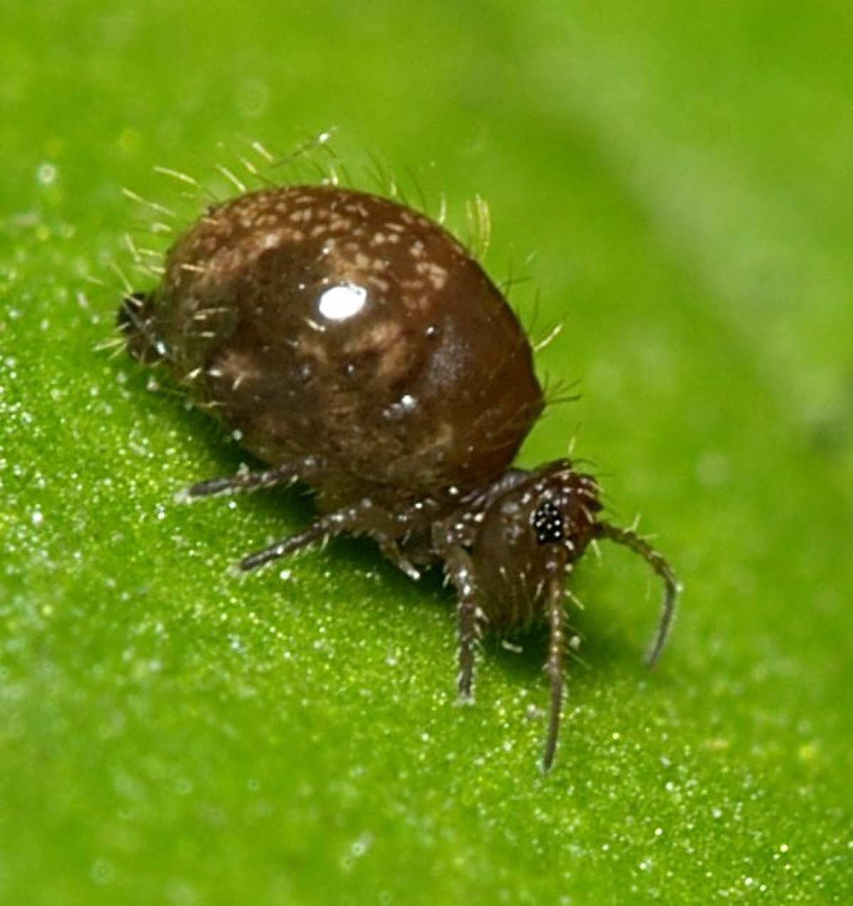 Sminthuridae