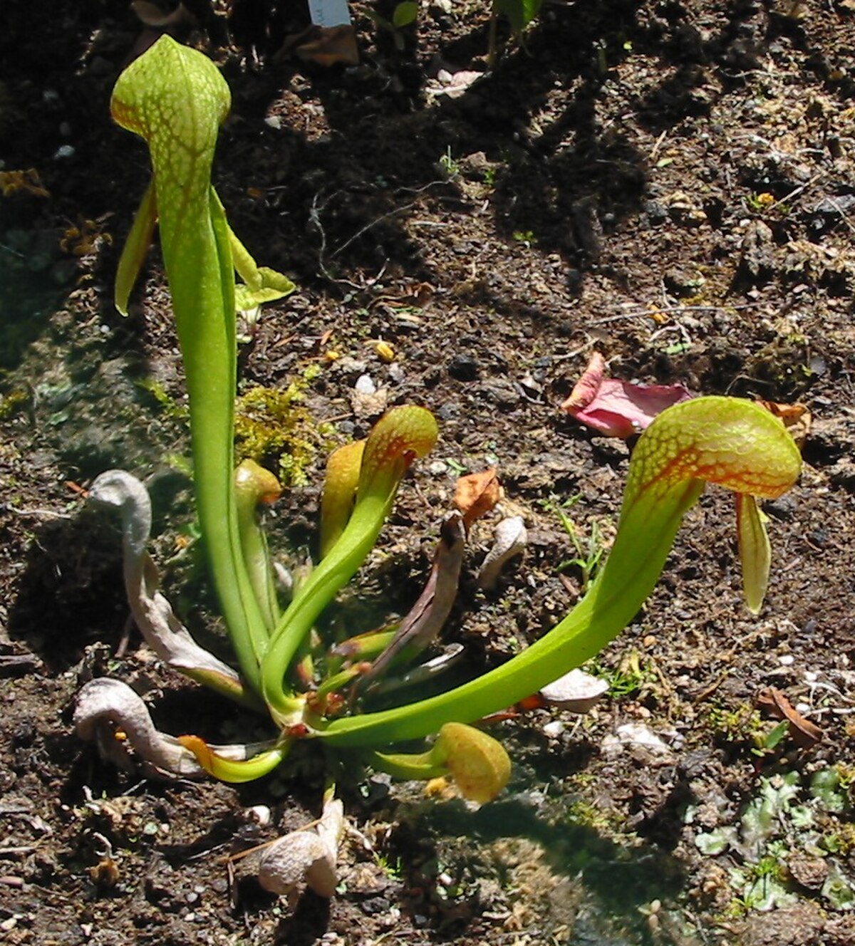 Plante cobra