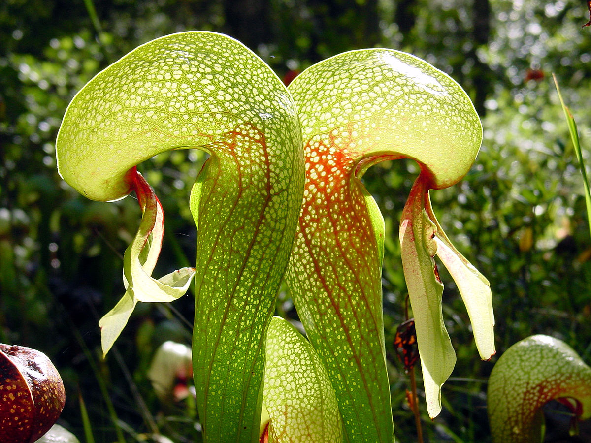 Sarraceniaceae