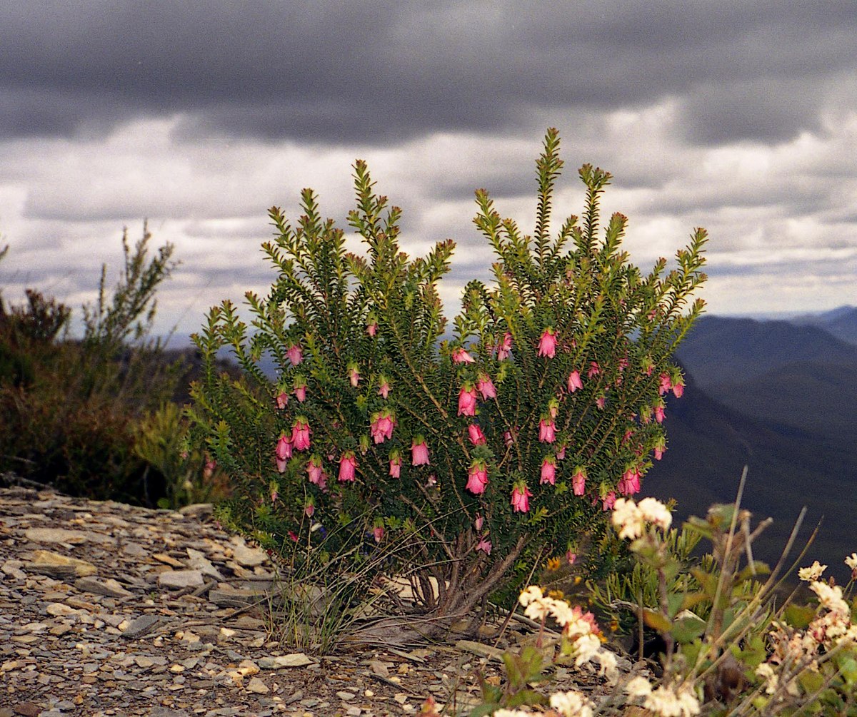 Darwinia (genre)