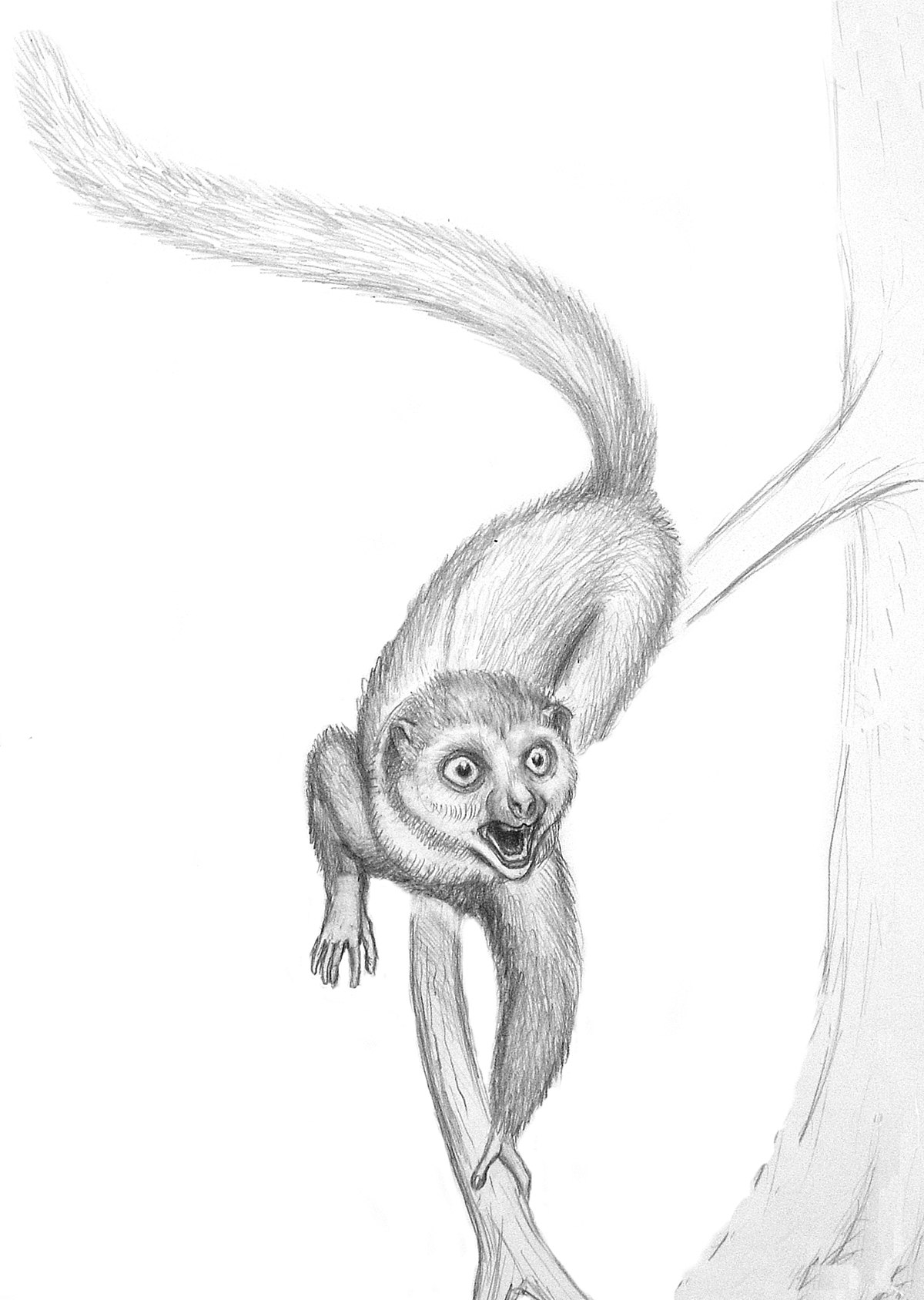 Darwinius masillae