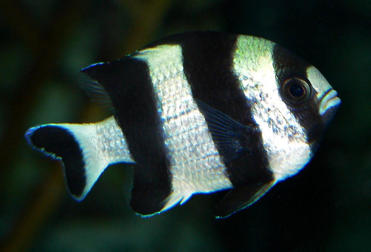 Dascyllus