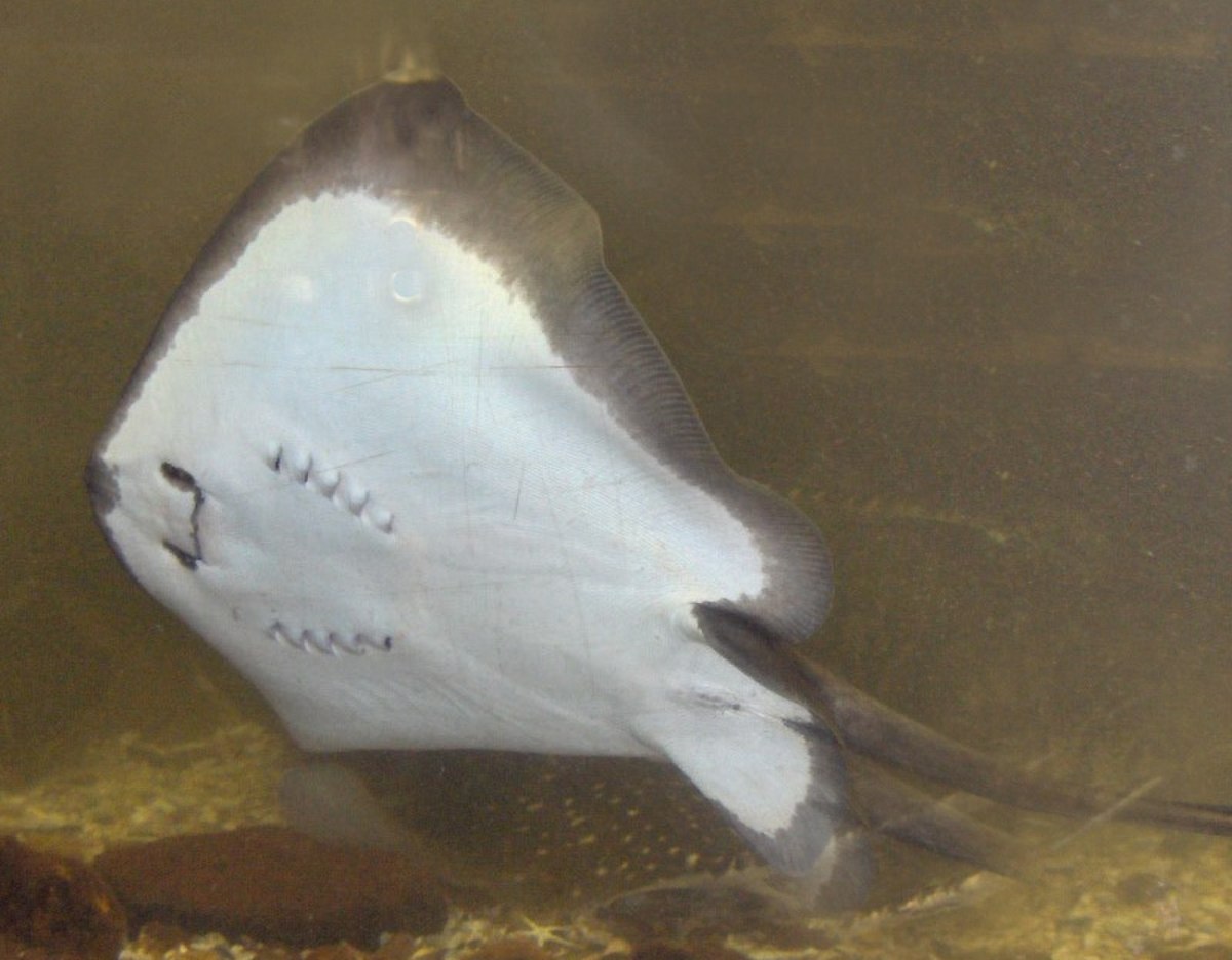 Dasyatis pastinaca