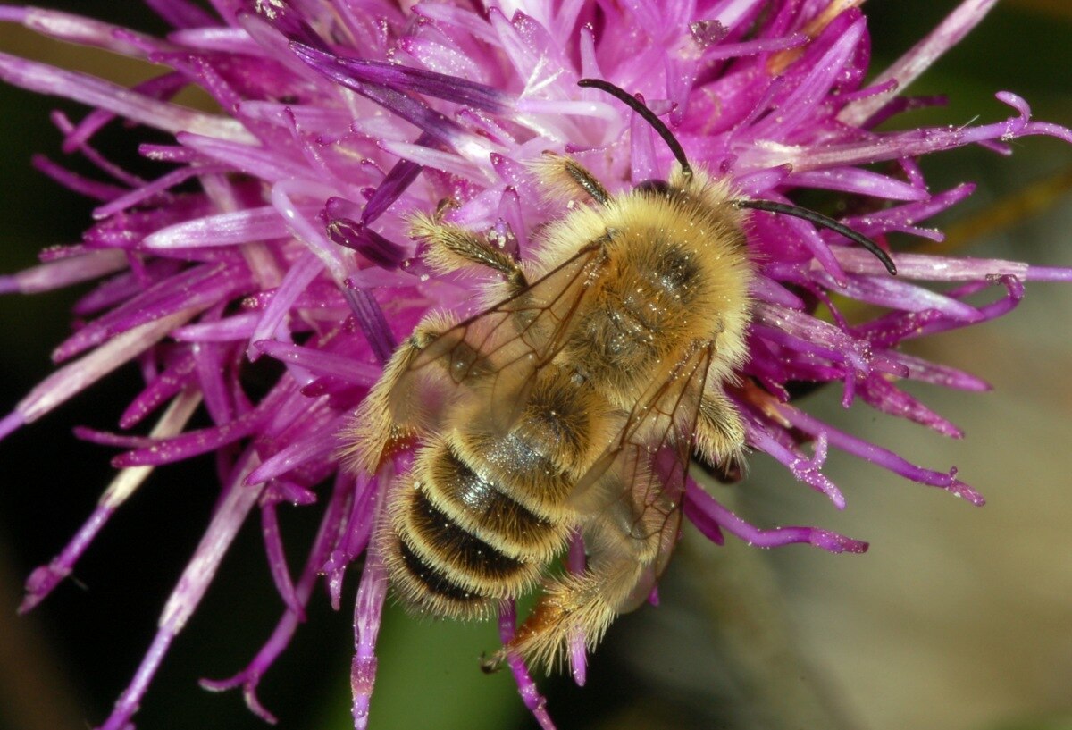 Melittidae
