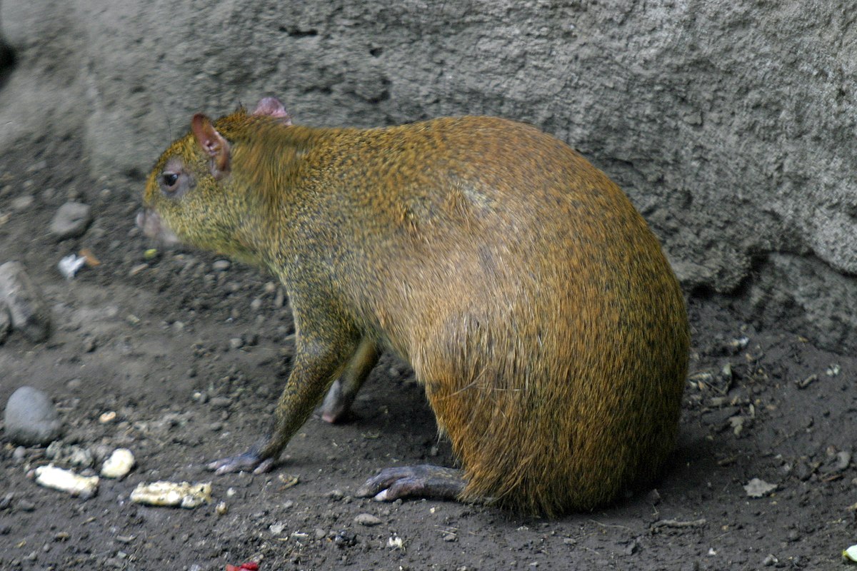 Agouti ponctué