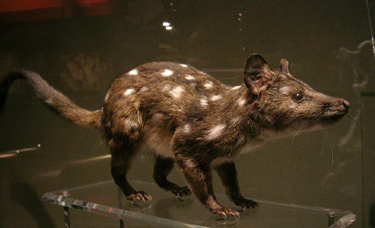 Chat marsupial de Geoffroy