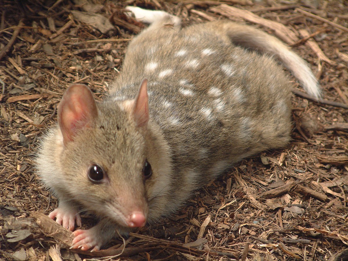 Chat marsupial moucheté