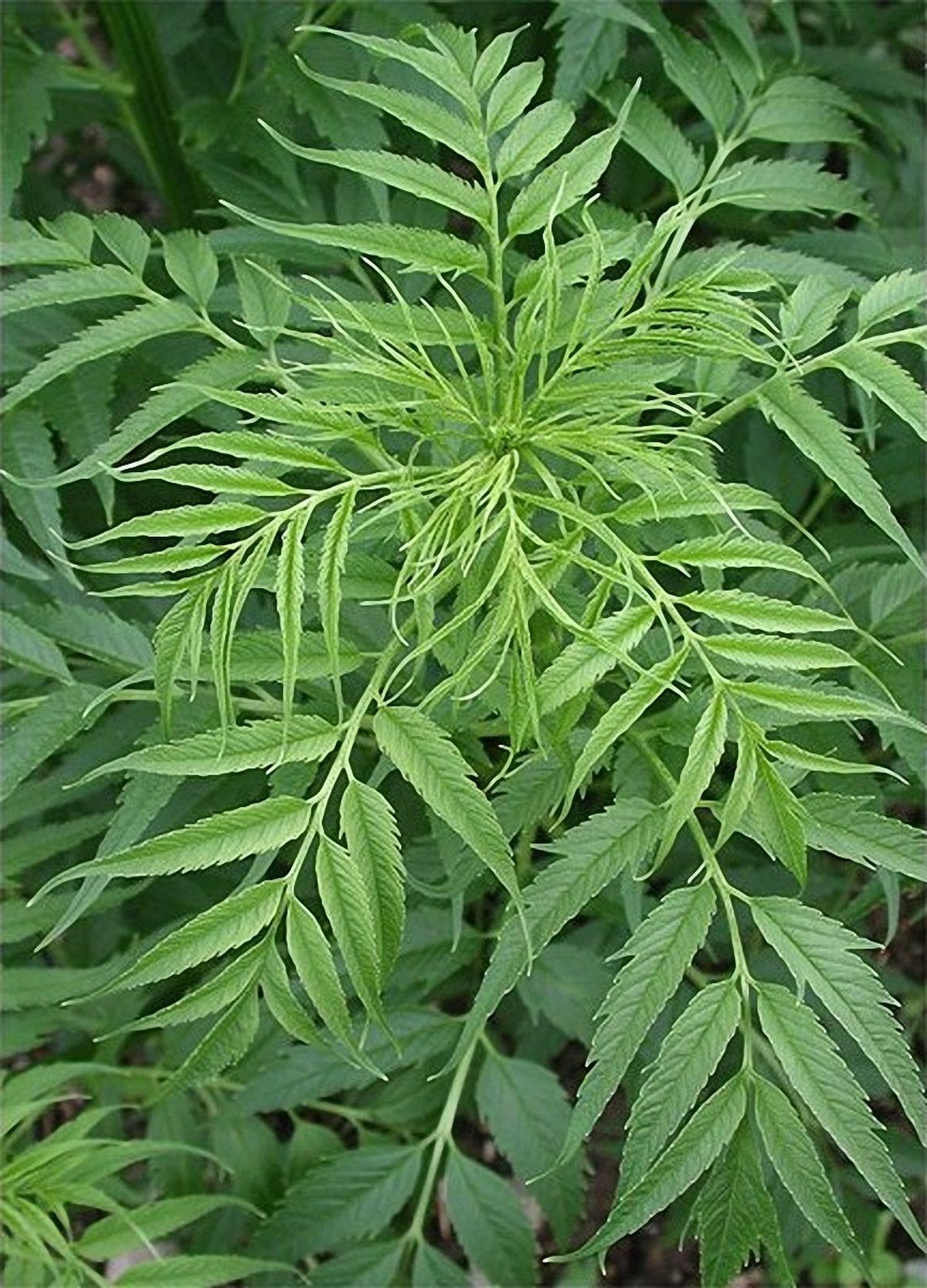 Datiscaceae