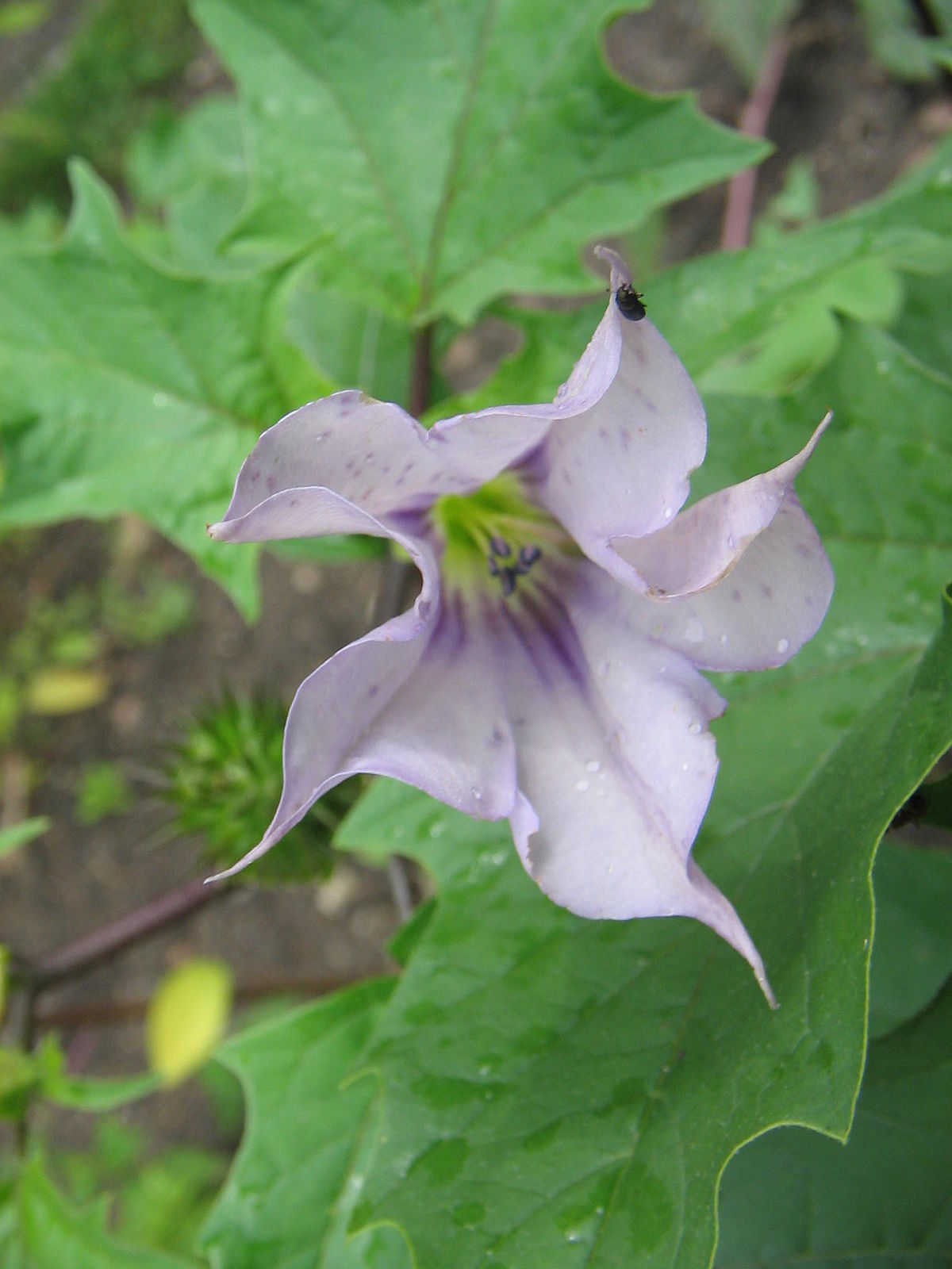 Datura stramoine