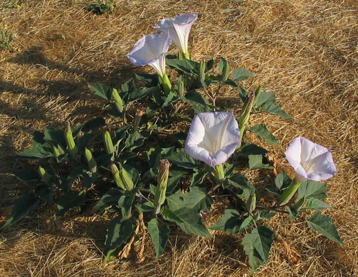 Datura wrightii