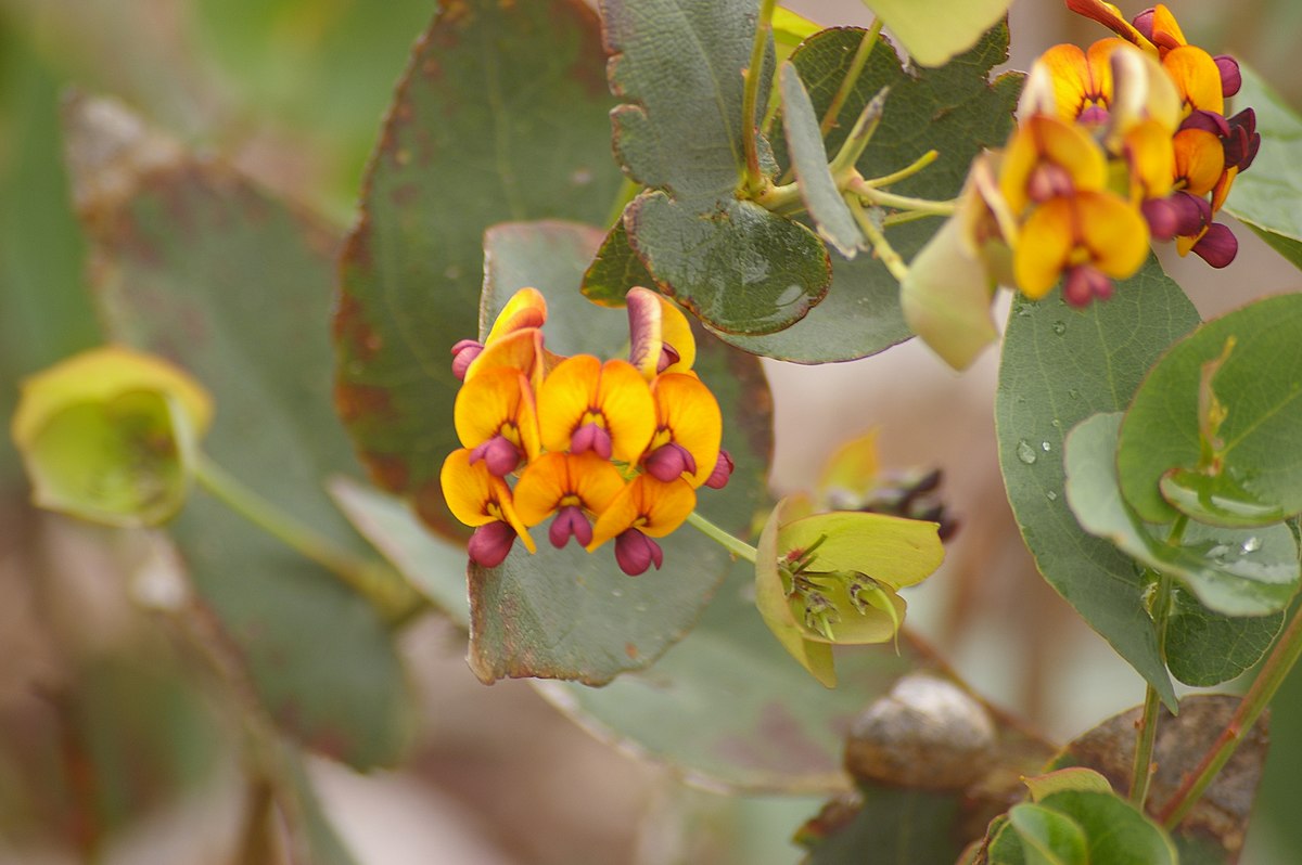 Daviesia