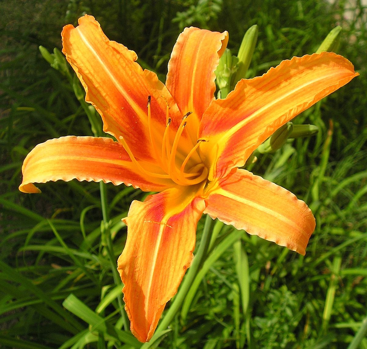 Fleur d'Hemerocallis fulva