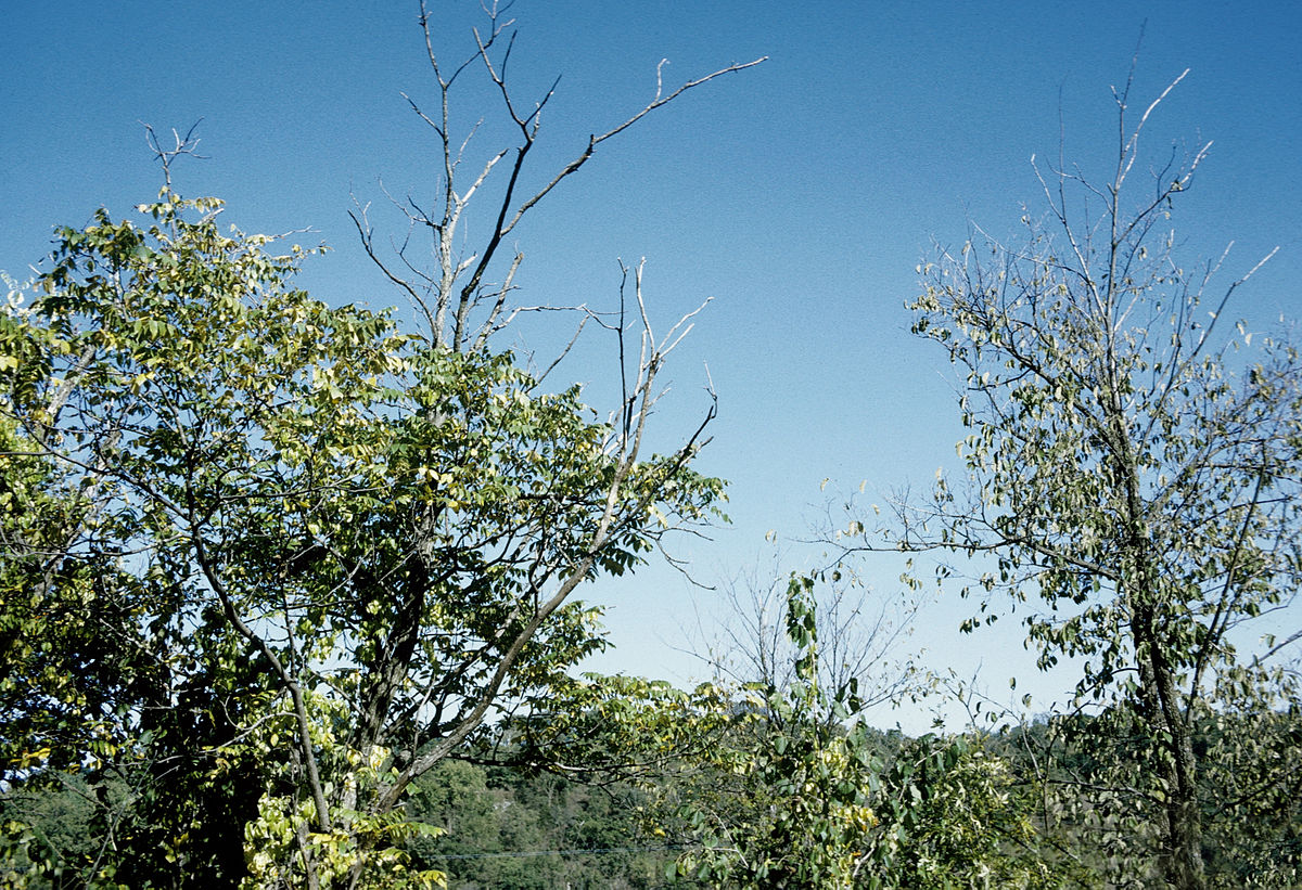 Noyer cendré