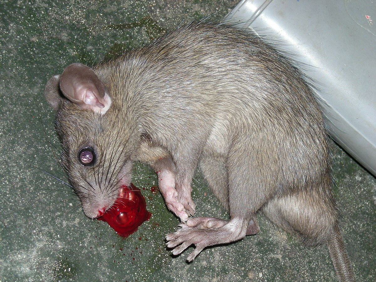 Anticoagulant