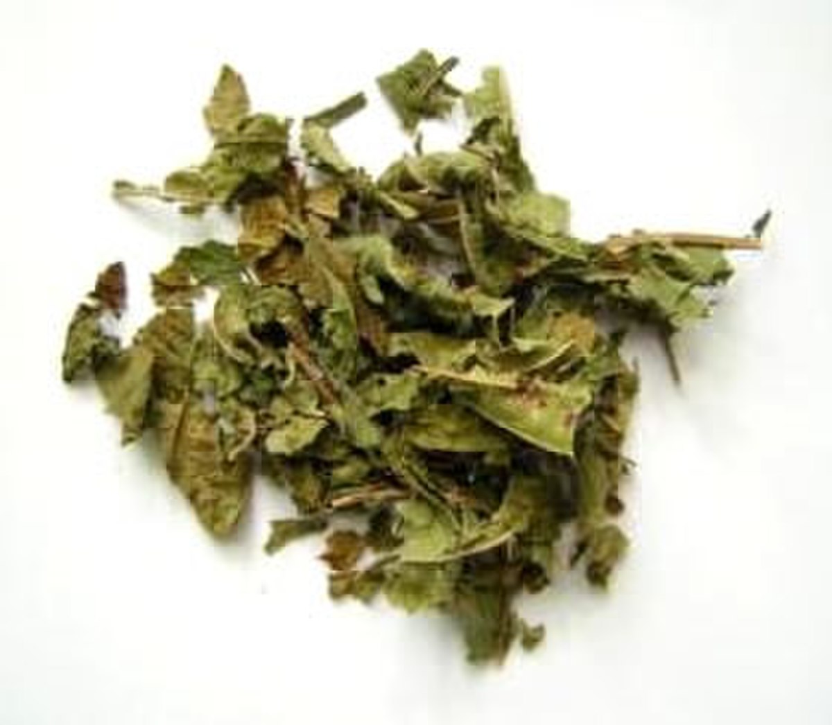 Mitragyna speciosa