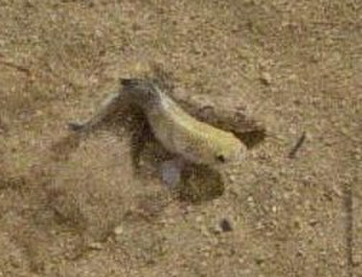 Cyprinodon