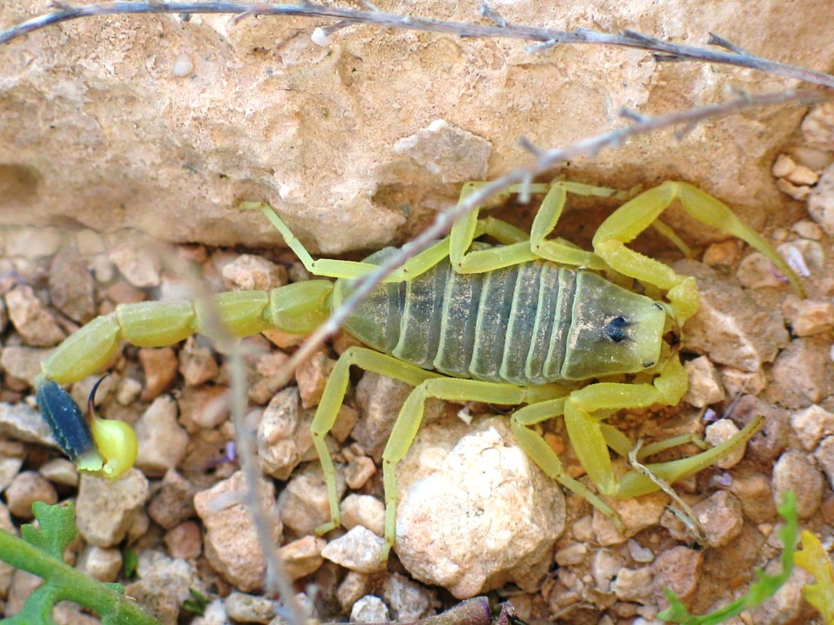 Buthidae