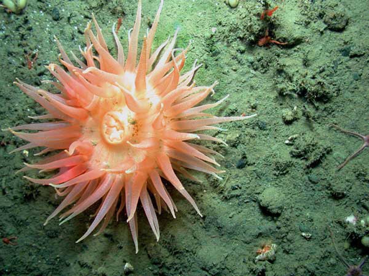 Deepwateranemone.jpg