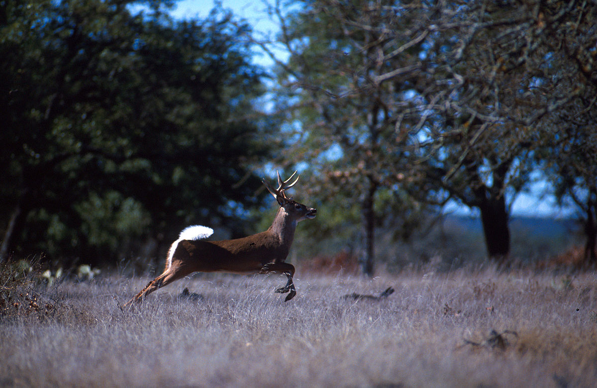Cervidae