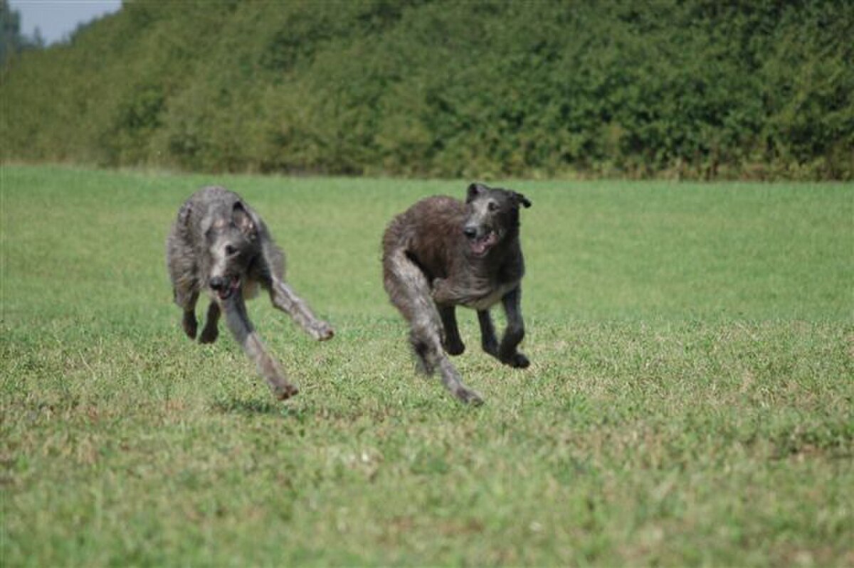 Deerhoundy w biegu.jpg