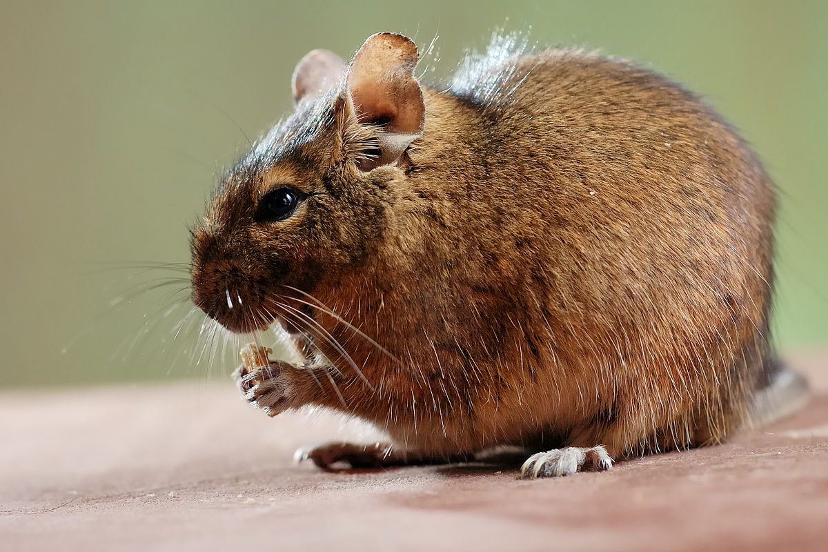 Octodon degus