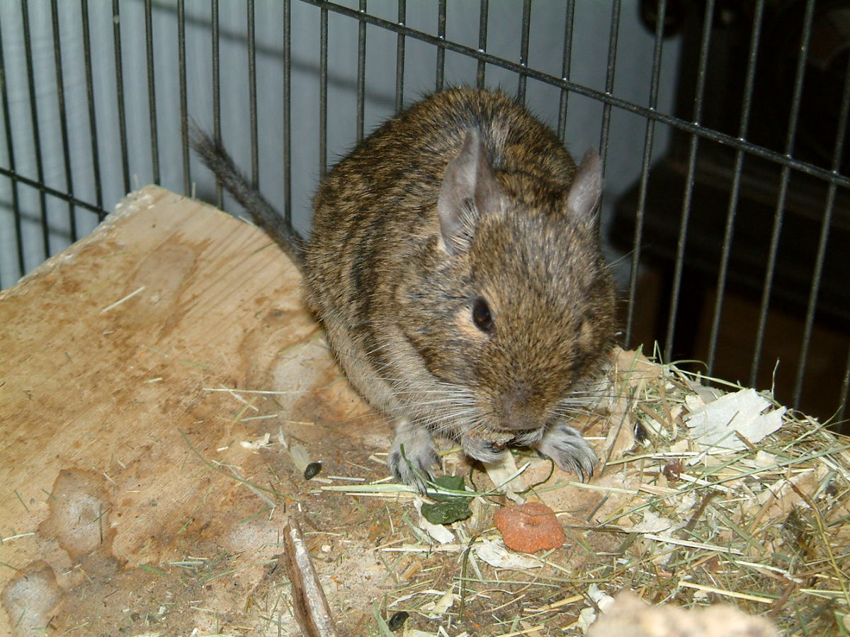 Degu-Gizzy.jpg
