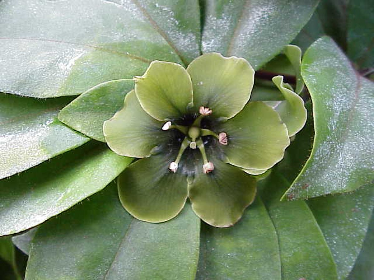 Theophrastaceae