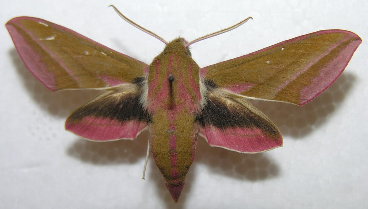 Macroglossinae (lépidoptère)