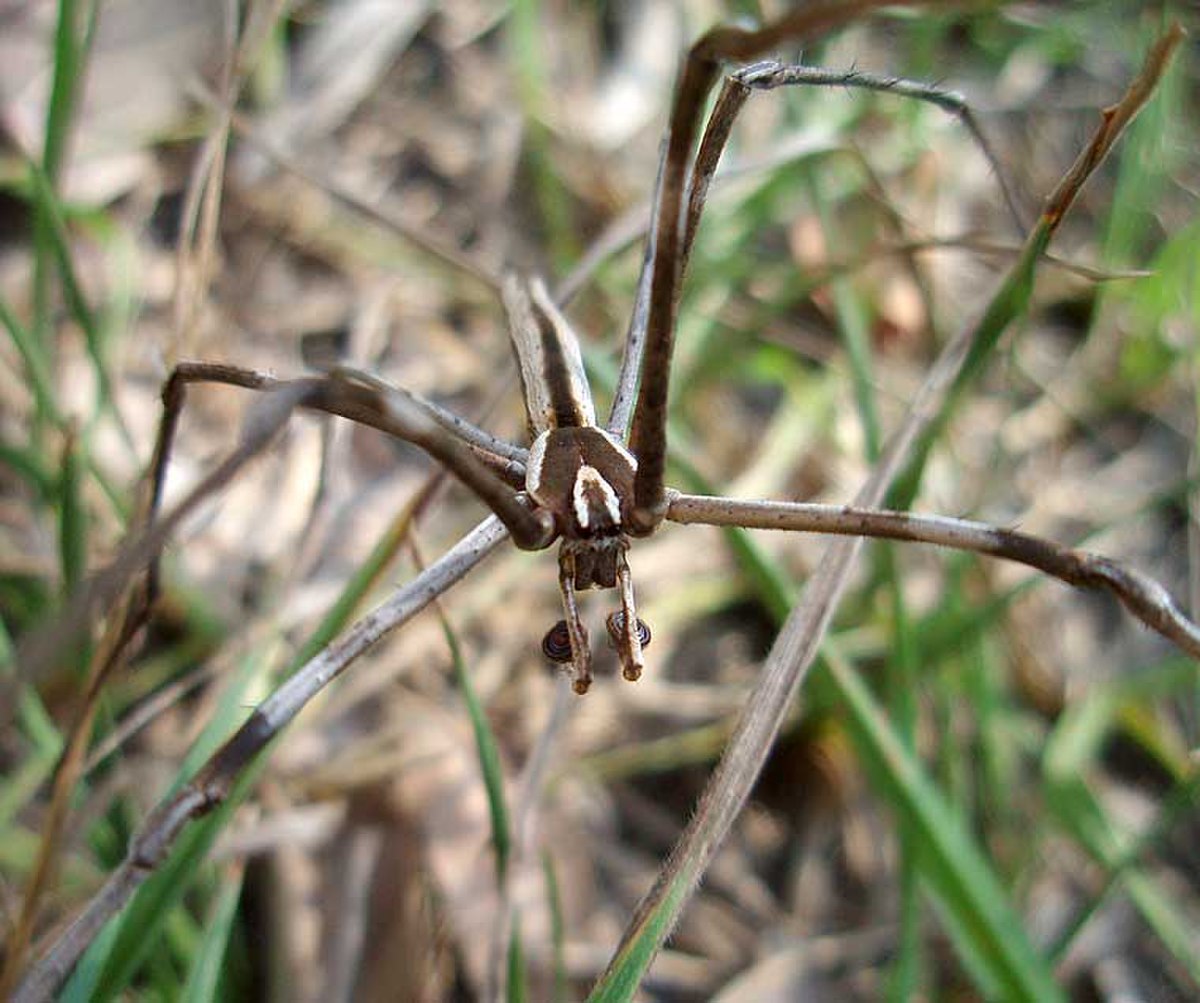 Deinopidae