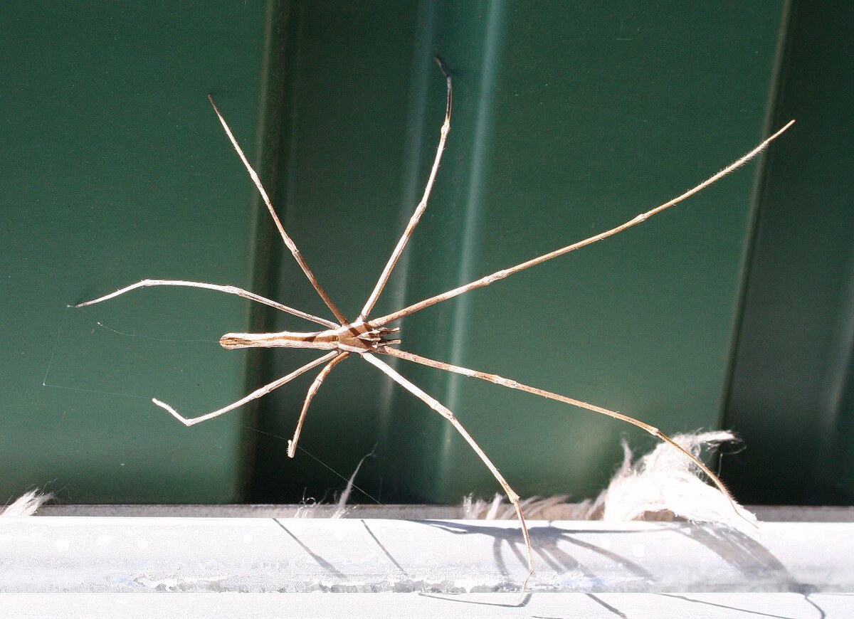 Deinopis subrufa smaller.jpg
