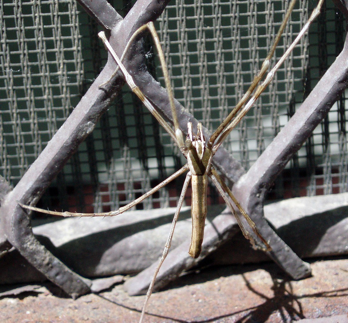 Deinopis
