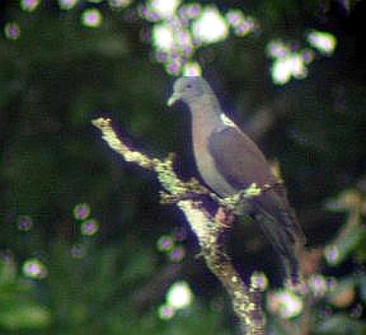 Pigeon de Delegorgue