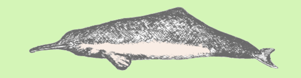 Dauphin de la Plata