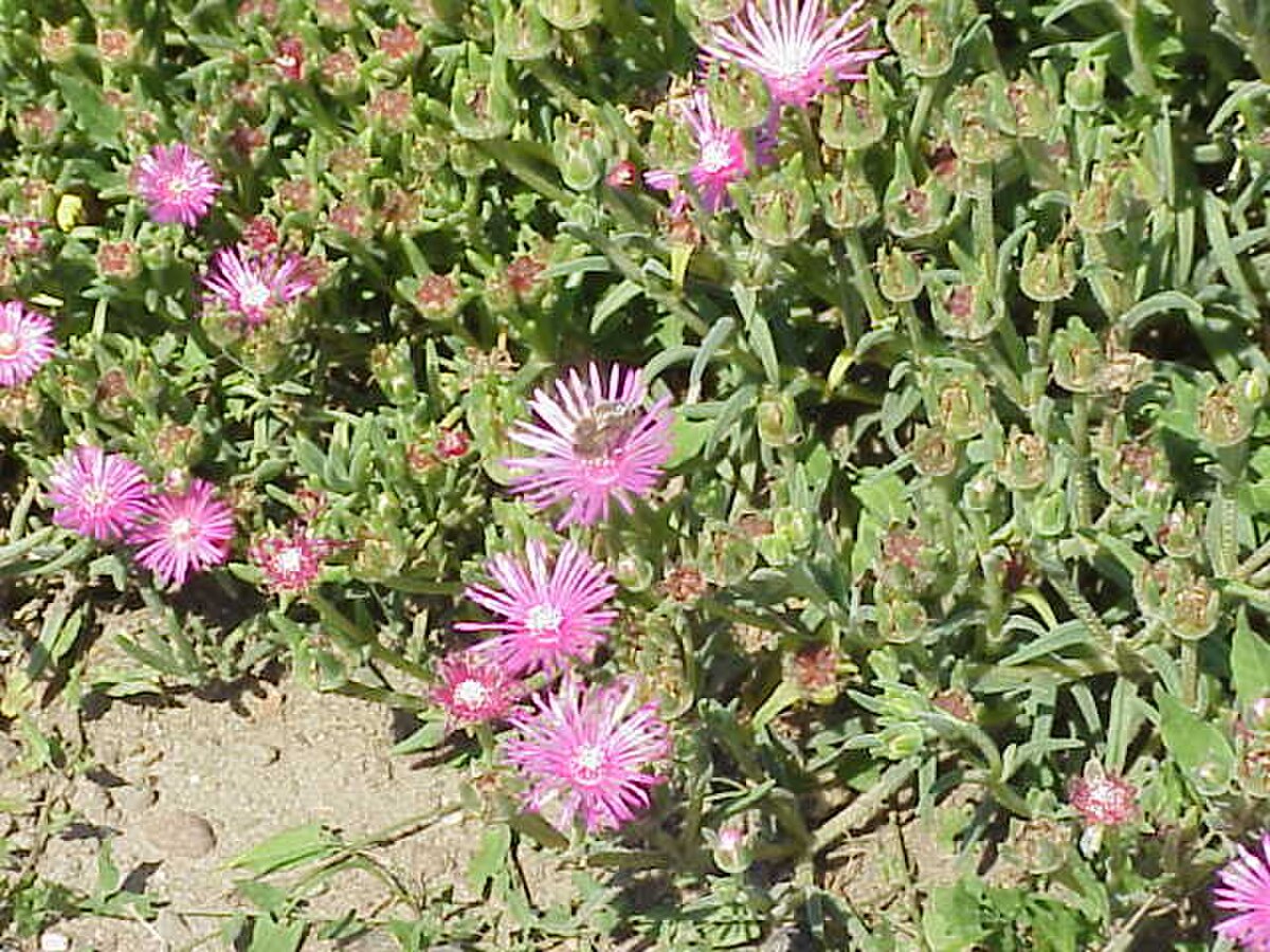 Delosperma