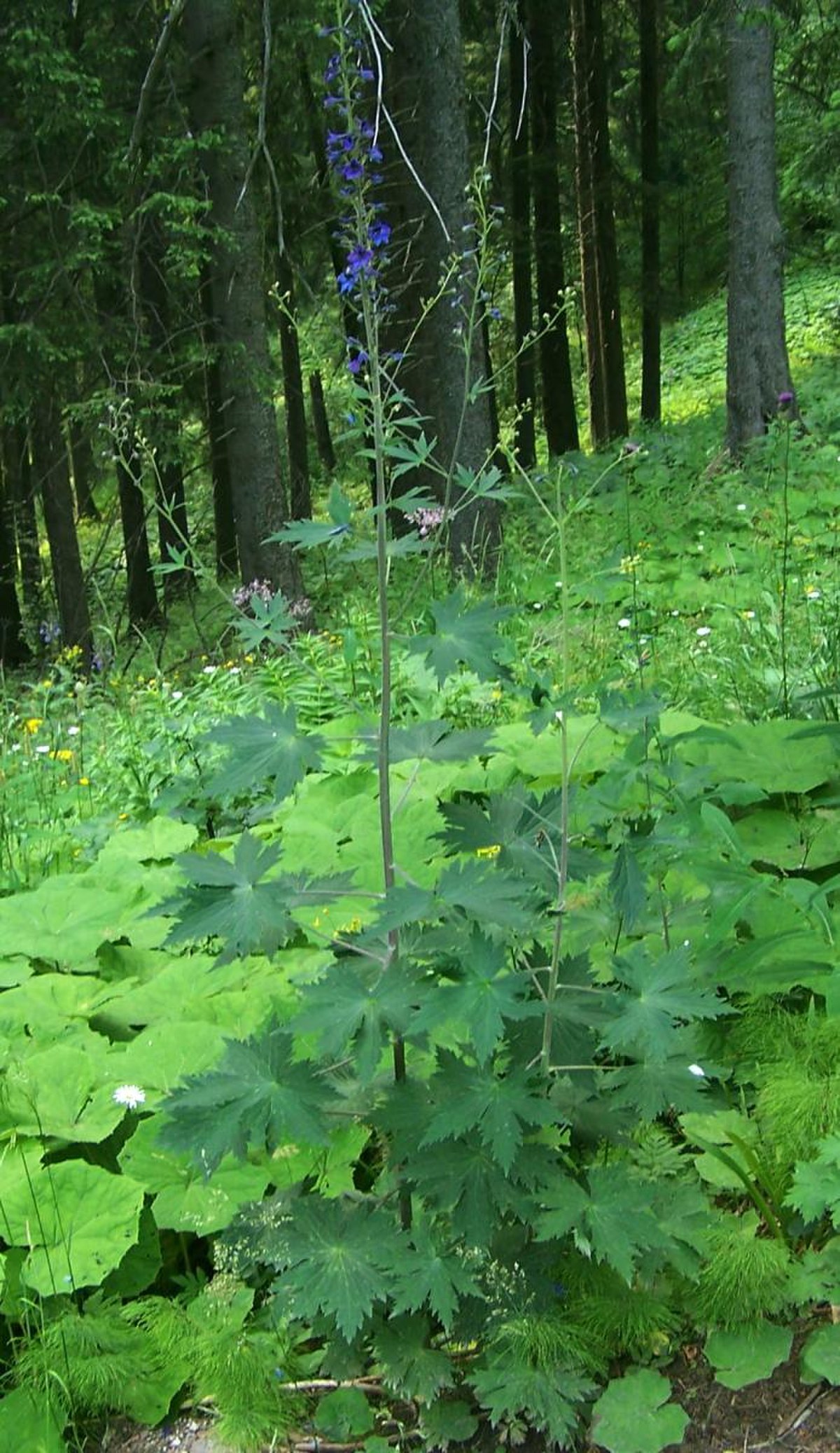 Delphinium elatum