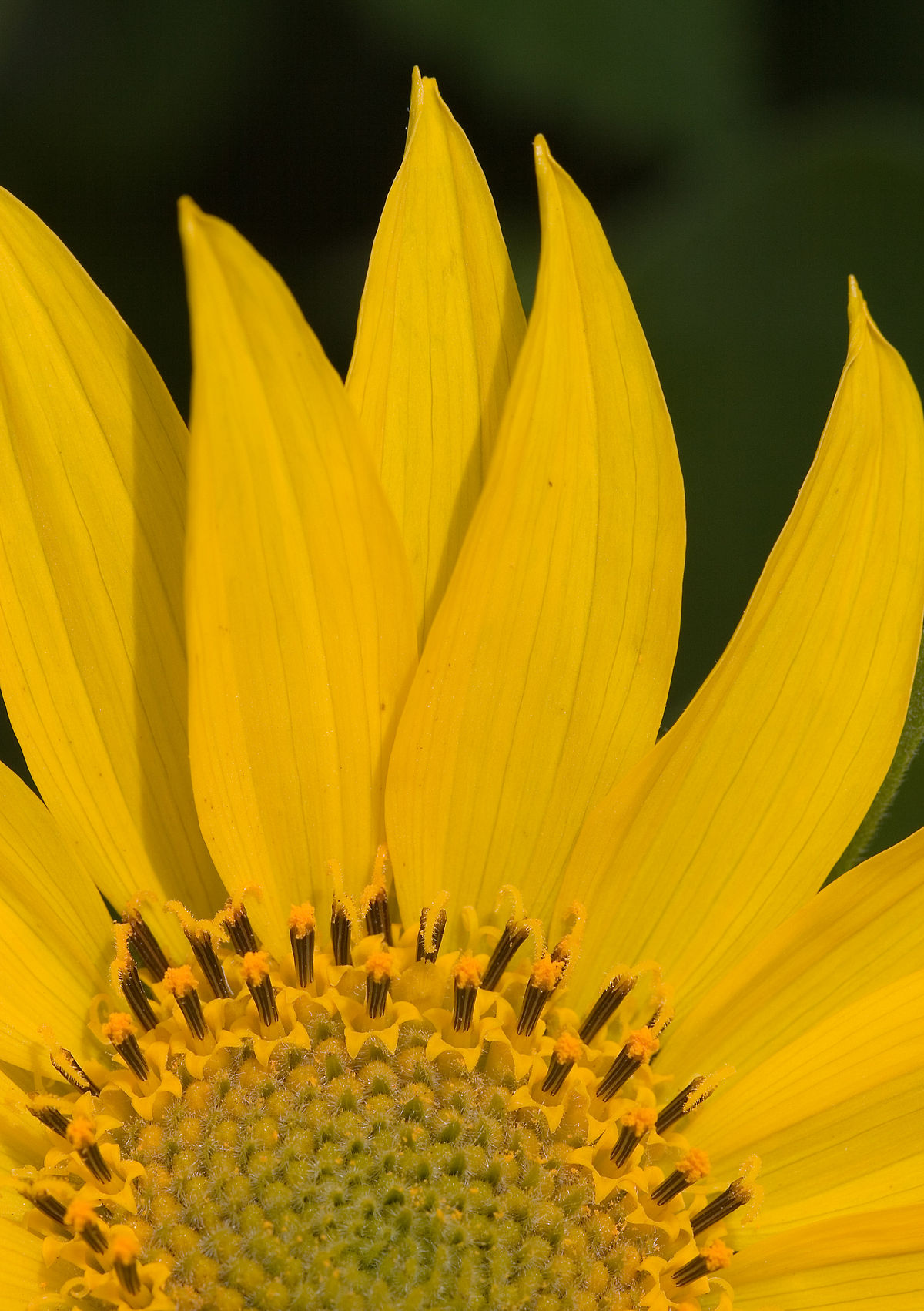 Balsamorhize à feuilles deltoïdes