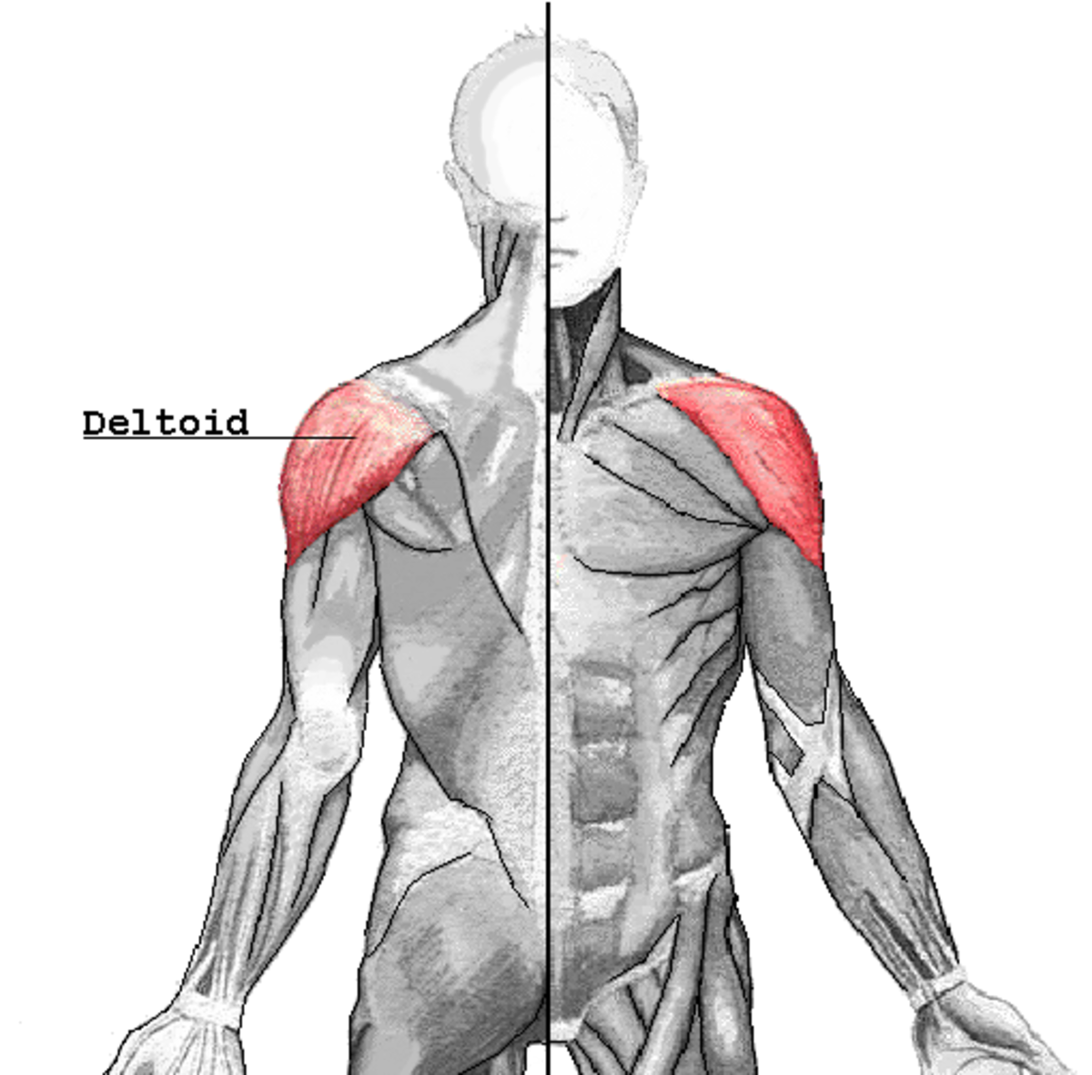 Muscle deltoïde