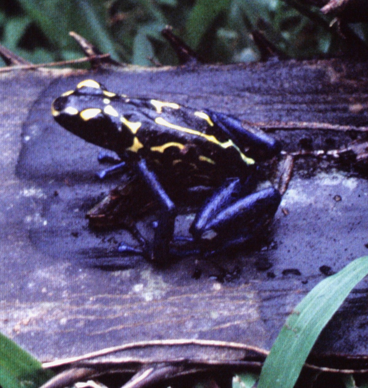 Dendrobates tinctorius - Suriname.jpg