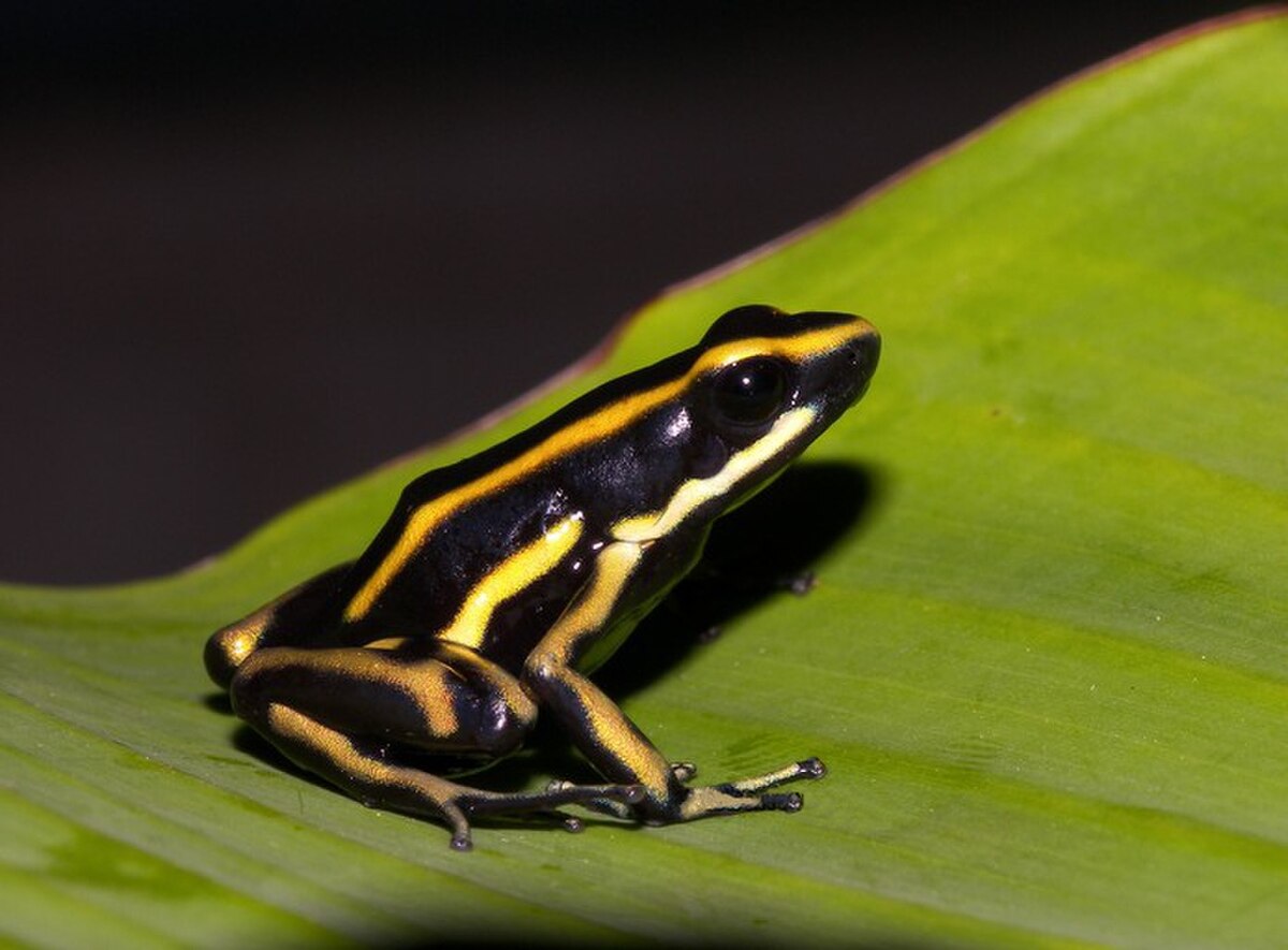 Dendrobates truncatus