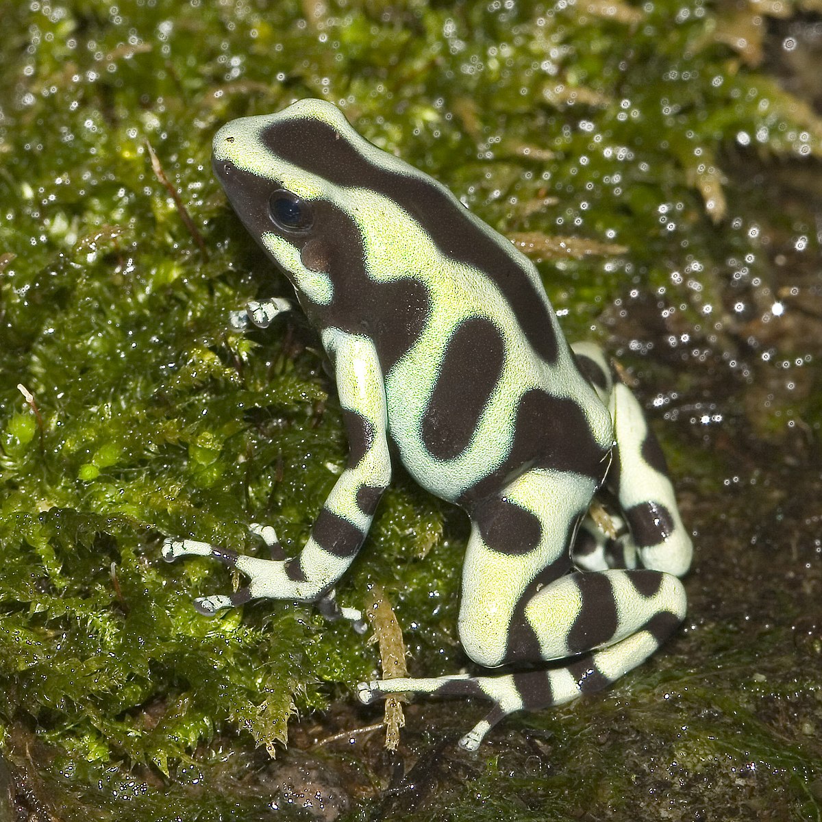 Dendrobates